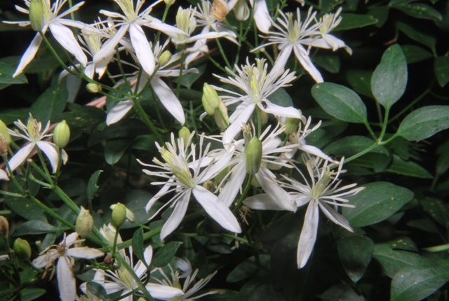 Clematis flammula